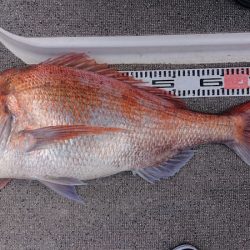 ARCADIAⅡ （アルカディアⅡ） 釣果