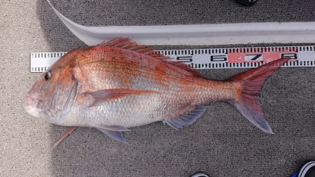 ARCADIAⅡ （アルカディアⅡ） 釣果