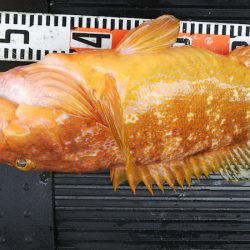 第二龍勢丸 釣果