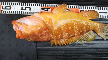 第二龍勢丸 釣果