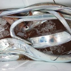 シースナイパー海龍 釣果