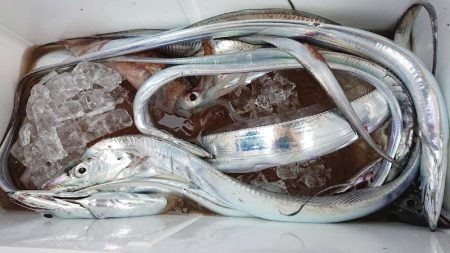 シースナイパー海龍 釣果
