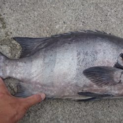 しば渡船 釣果