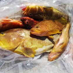 第二龍勢丸 釣果