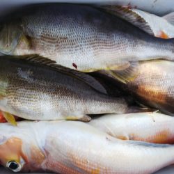 第二龍勢丸 釣果