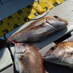 タイラバ遊漁船 ワンピース 釣果