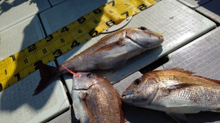 タイラバ遊漁船 ワンピース 釣果