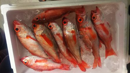 ブルドック 釣果