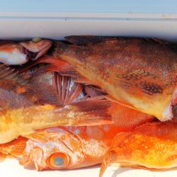 第二龍勢丸 釣果