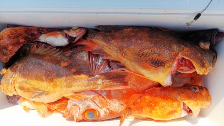 第二龍勢丸 釣果