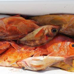 第二龍勢丸 釣果