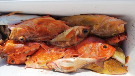 第二龍勢丸 釣果