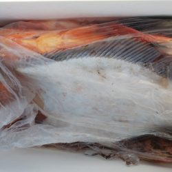 第二龍勢丸 釣果