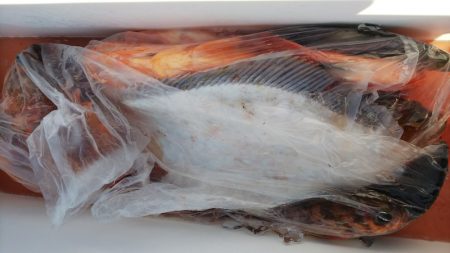 第二龍勢丸 釣果