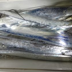 シースナイパー海龍 釣果