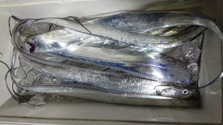 シースナイパー海龍 釣果