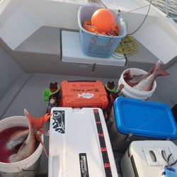 遊漁船ブルーウッズ 釣果