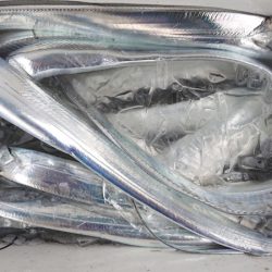 シースナイパー海龍 釣果