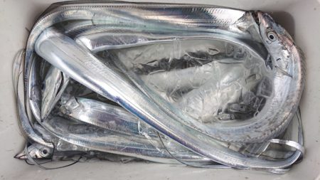 シースナイパー海龍 釣果