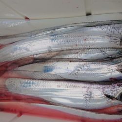 シースナイパー海龍 釣果