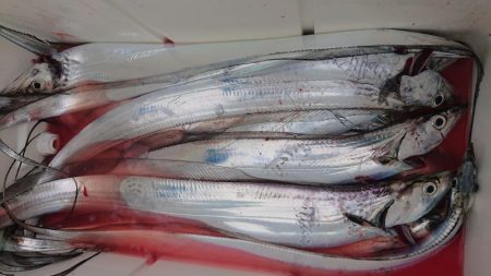 シースナイパー海龍 釣果