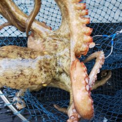 第二龍勢丸 釣果