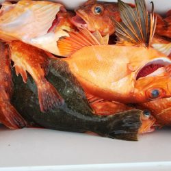 第二龍勢丸 釣果