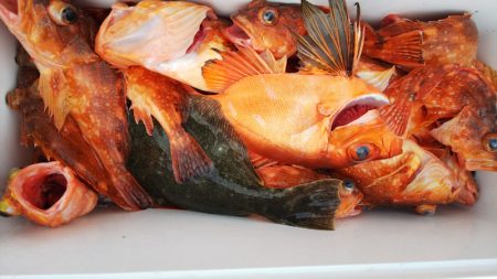 第二龍勢丸 釣果