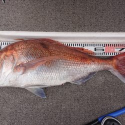 ARCADIAⅡ （アルカディアⅡ） 釣果