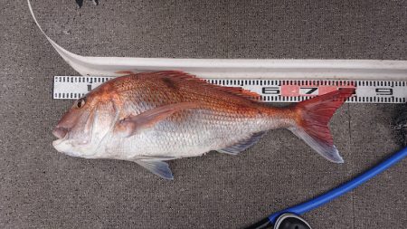 ARCADIAⅡ （アルカディアⅡ） 釣果