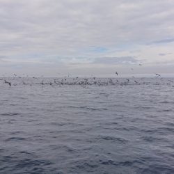 ARCADIAⅡ （アルカディアⅡ） 釣果