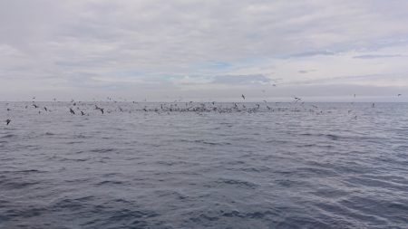 ARCADIAⅡ （アルカディアⅡ） 釣果