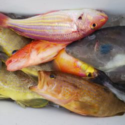 第二龍勢丸 釣果