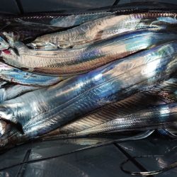 シースナイパー海龍 釣果