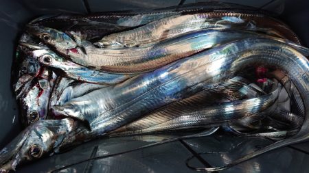 シースナイパー海龍 釣果