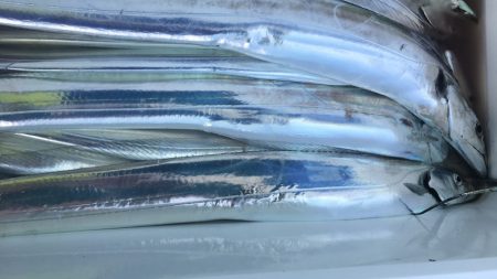 金沢八景鴨下丸 釣果