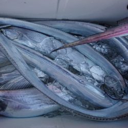 シースナイパー海龍 釣果