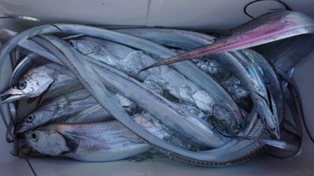 シースナイパー海龍 釣果