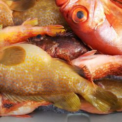 第二龍勢丸 釣果