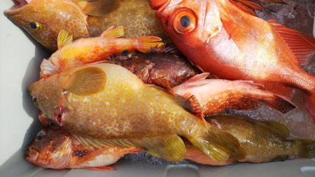 第二龍勢丸 釣果