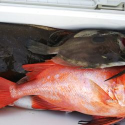 第二龍勢丸 釣果