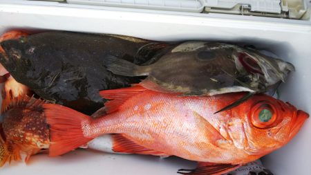 第二龍勢丸 釣果