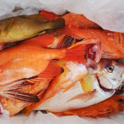 第二龍勢丸 釣果