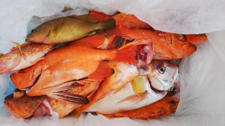 第二龍勢丸 釣果