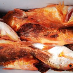 第二龍勢丸 釣果