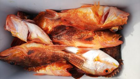 第二龍勢丸 釣果