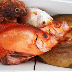 第二龍勢丸 釣果