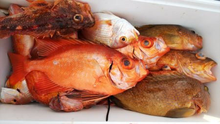 第二龍勢丸 釣果