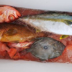 第二龍勢丸 釣果