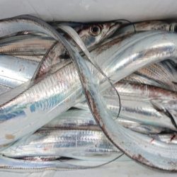 シースナイパー海龍 釣果